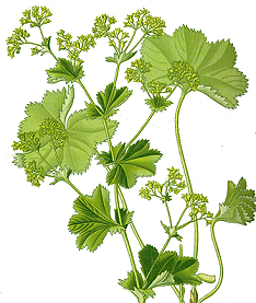 alchemilla vulgaris